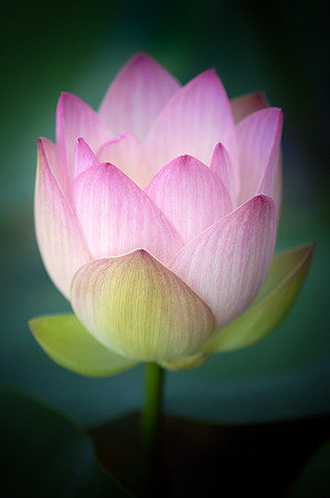 Lotus Opening