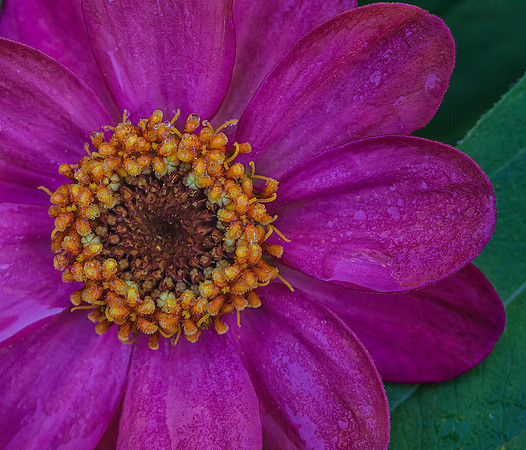 Zinnia