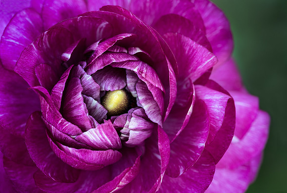 Persian Buttercup in the English Walled Garden