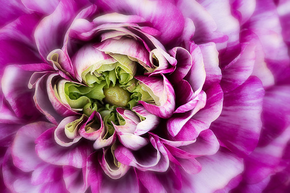 Persian Buttercup