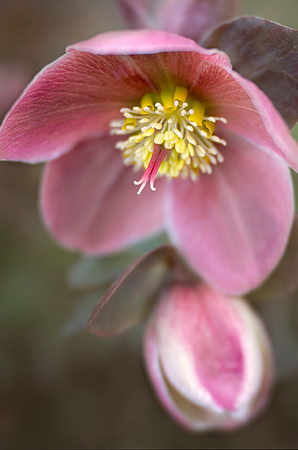 Hellebore