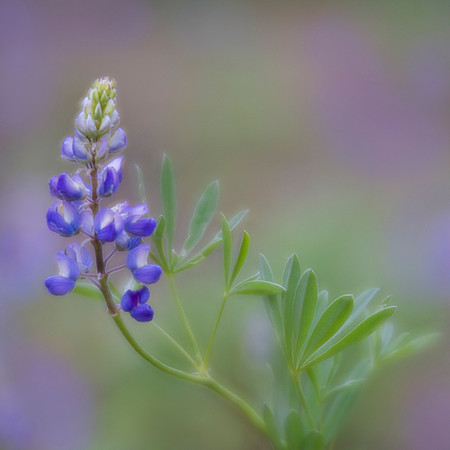 Lupine in the Grand Tetons