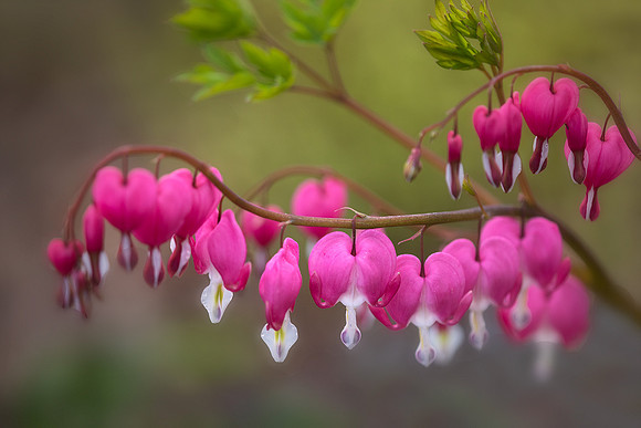 Bleeding Heart