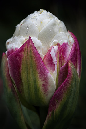 Tulipa 'Ice Cream'