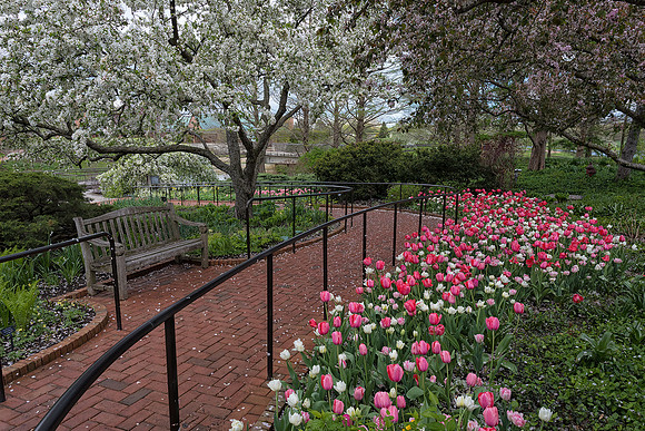 Graham Bulb Garden in Spring
