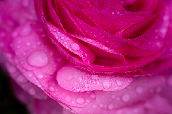 Ranunculus in the Rain