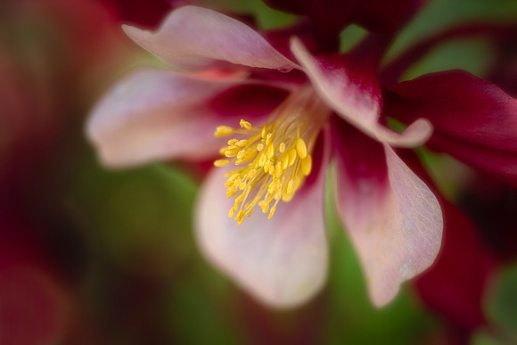 'Swan Red and White' Columbine