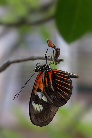 Doris Longwing