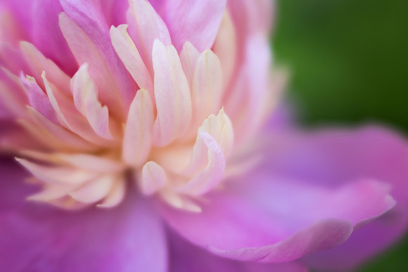 Peony in my Garden