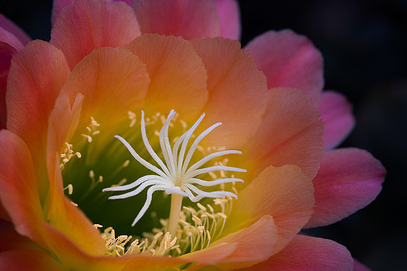 Echinopsis 'Apricot Glow'