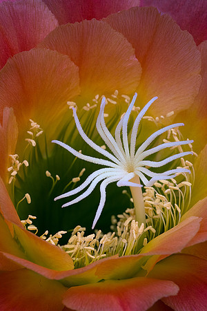 Cactus Flower Close-Up