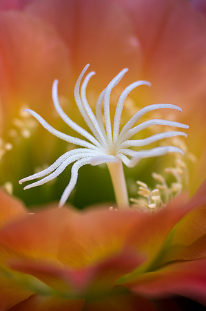 Echinopsis 'Apricot Glow'