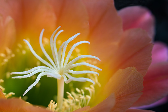 Echinopsis 'Apricot Glow'