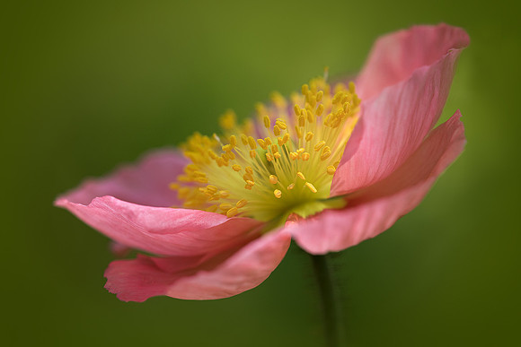 Poppy