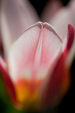 Tulip