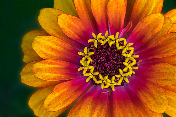 'Zowie' Yellow Flame Zinnia