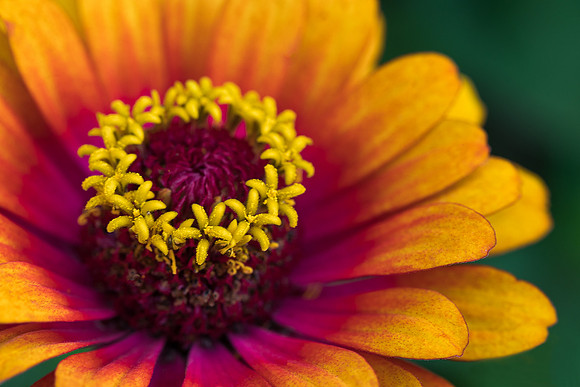 'Zowie' Yellow Flame Zinnia