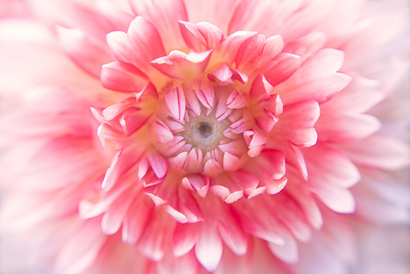 Pink Petals