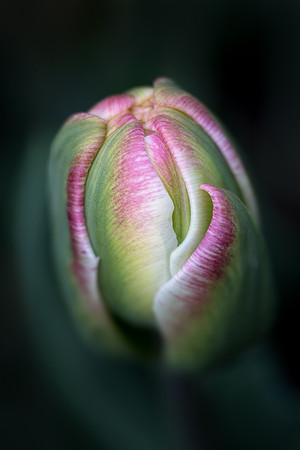 Tulipa 'Ice Cream'