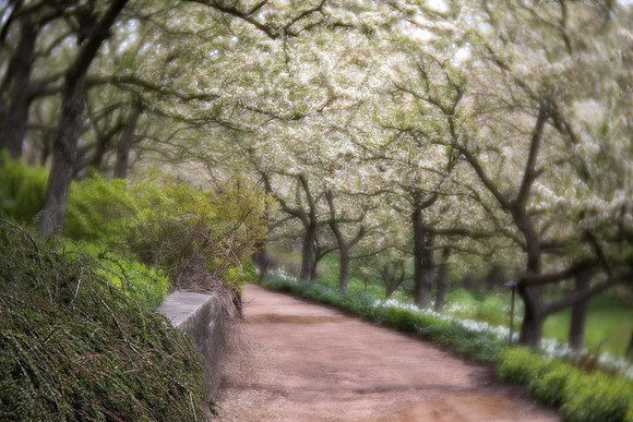 Crabapples in Spring
