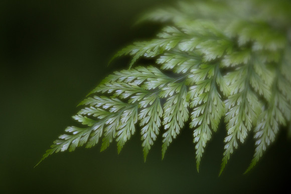 Fern