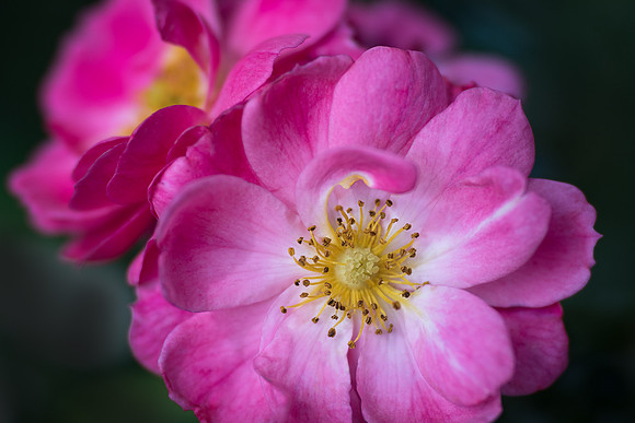 Rose Duo