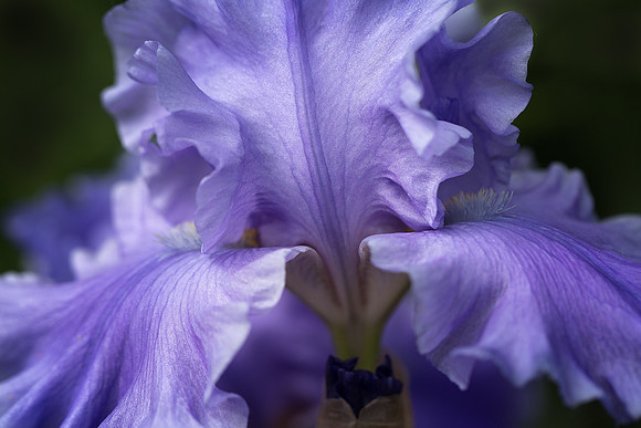 Iris