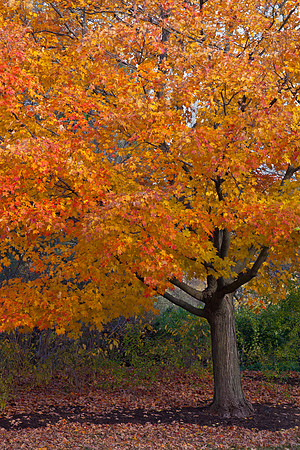 Autumn Glow