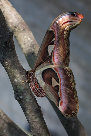 Atlas Moth