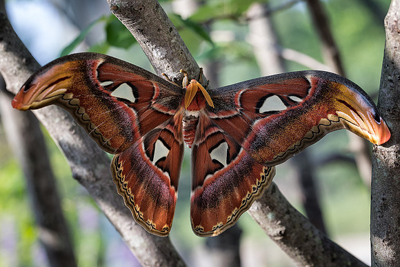 Atlas Moth