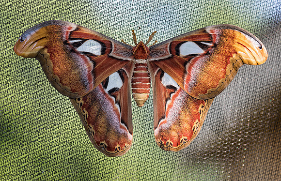 Atlas Moth