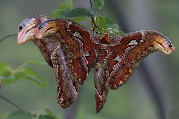 Atlas Moths Mating
