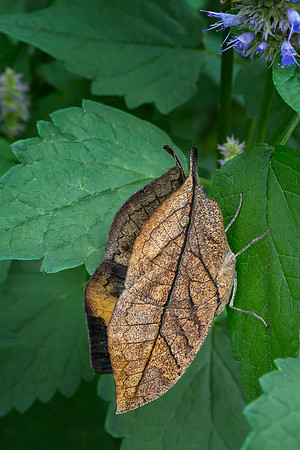 Dead Leaf Butterfly