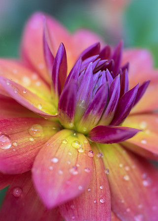 Dahlia After It's Watering