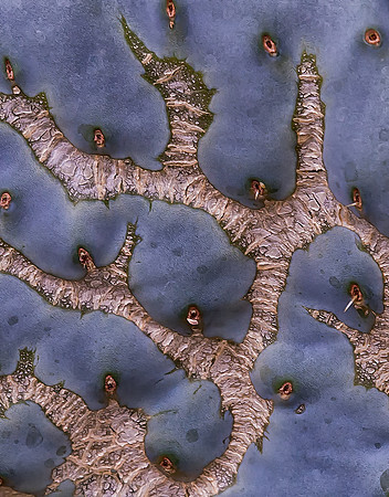Cactus Pattern