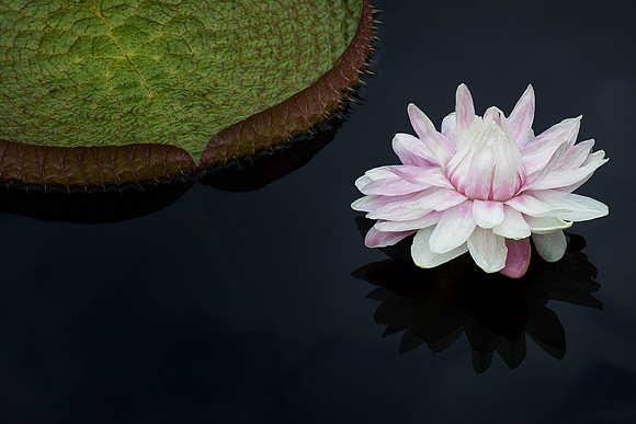 Victoria Water Lily