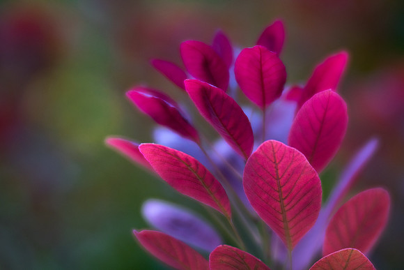 Royal Purple Smoke Tree