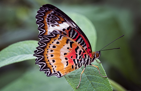 Lacewing