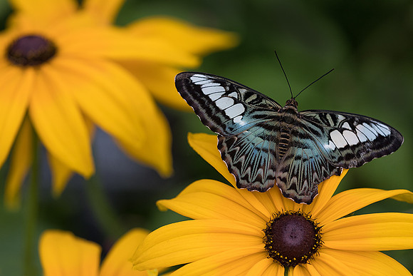 Blue Clipper