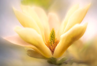 Yellow Magnolia
