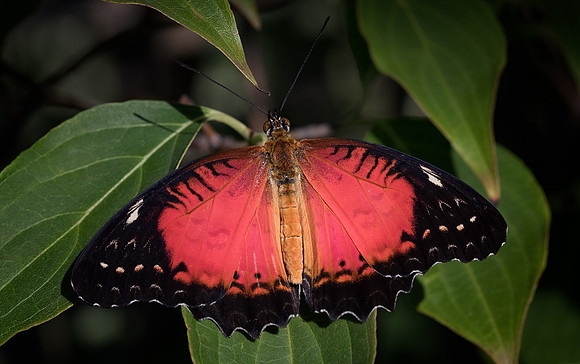 Red Lacewing