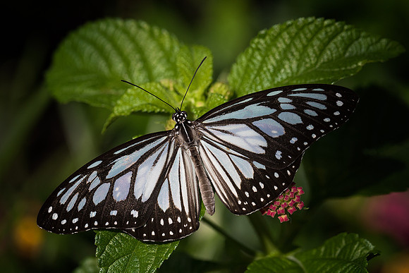 Blue Tiger