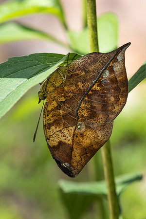 Dead Leaf Butterfly