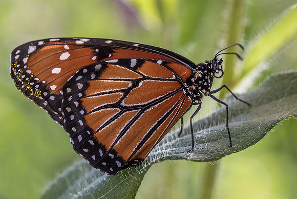 Queen Butterfly