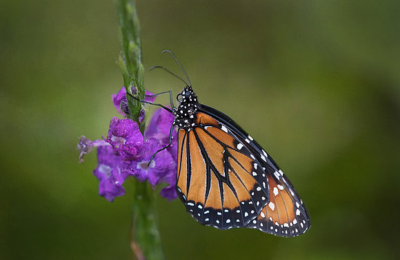 Queen Butterfly
