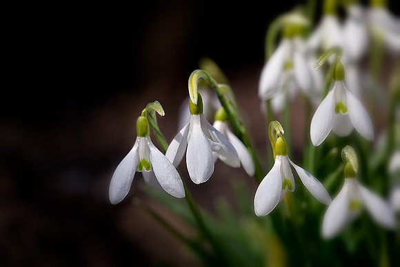 Snowdrops in a Dream