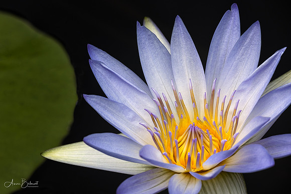 Waterlily