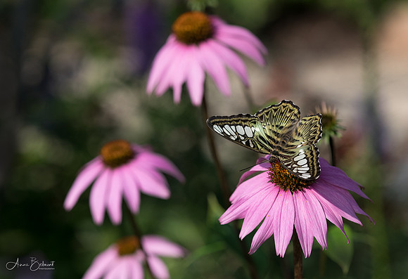 Blue Clipper on Coneflowers