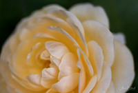 Rose at Minot Rose Garden