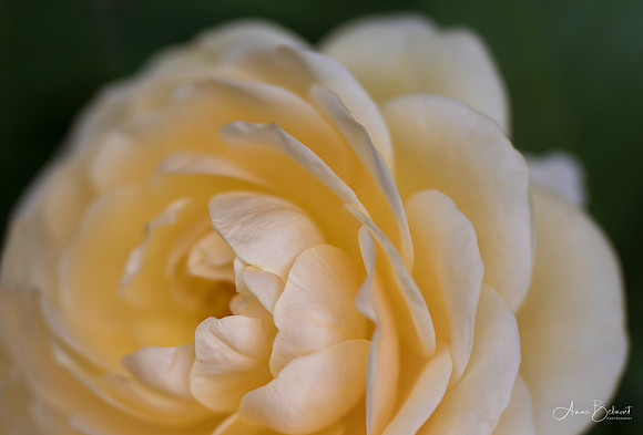 Rose at Minot Rose Garden